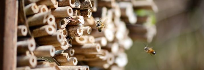 Bienen fliegen in den Bienenstock